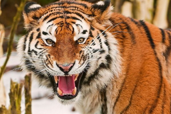 生肖虎女:都说她们是母老虎,却不知道他们极其旺夫!