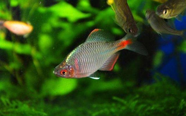 这种七彩小鱼已成水族新宠,售价较贵不如自己去钓,很容易哟