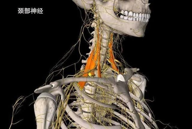 原因2:颈部周围有丰富的神经组织以及人体重要的颈动脉静脉血管,所以
