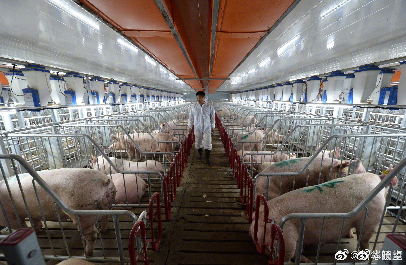 "楼房猪舍",最高达7层,可实现立体式养猪.