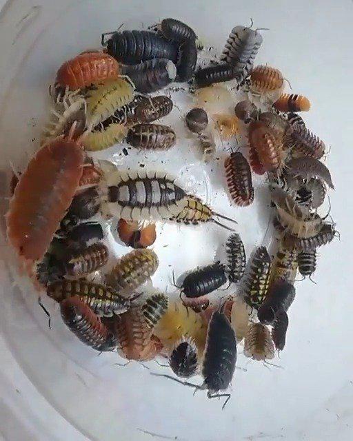 虫,密集,蠕动 fb:maxs exotic pet garden