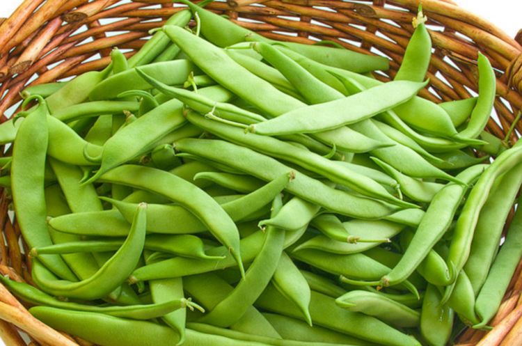 菜豆营养又美味,重视菜豆田间管理,一样种出绿色优质的菜豆来!