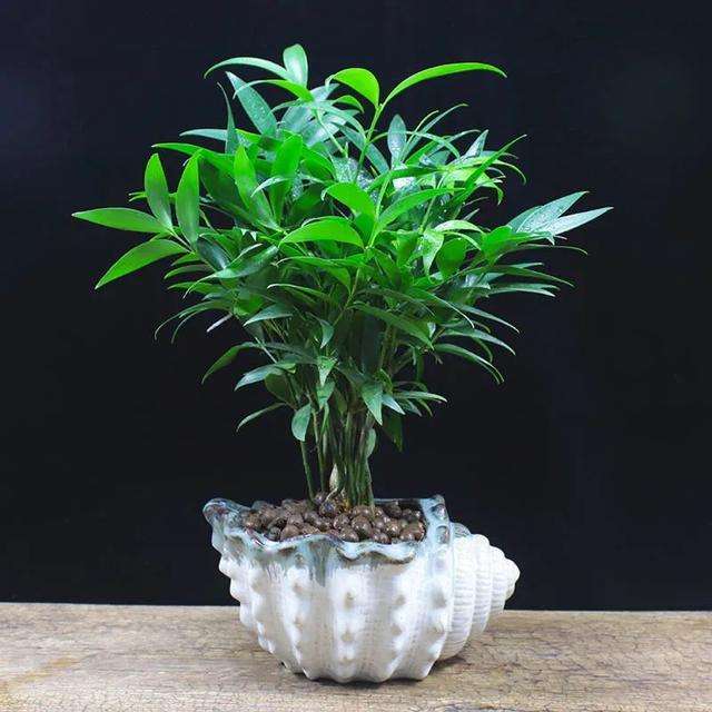盆栽植物竹柏怎么养好？