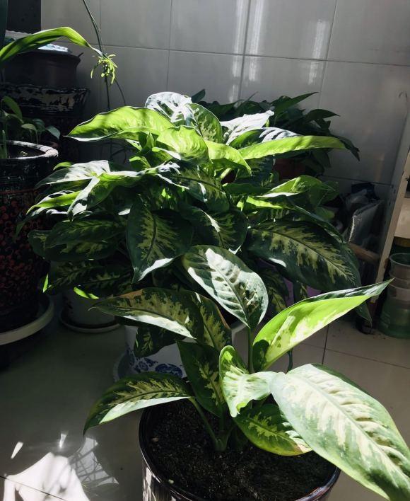 这5种绿植不开花四季常绿适合当盆栽养在家里绿意十足