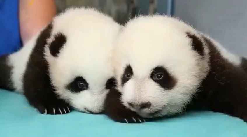 熊猫宝宝从出生到100天的变化,黑眼圈日益加重,简直萌化我了!