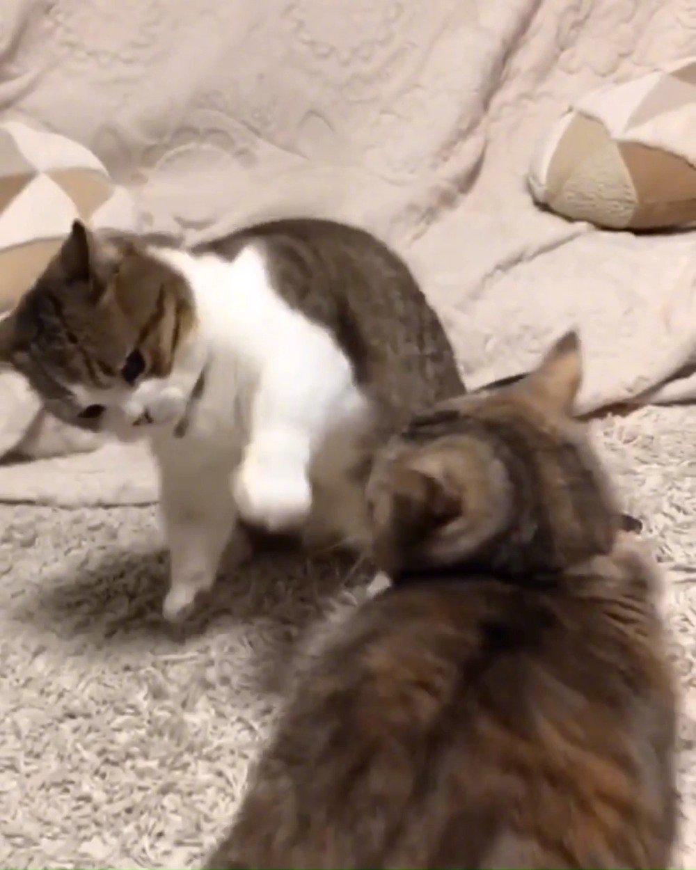 网友家养了两只矮脚猫,哥哥每次生气都会扑倒妹妹