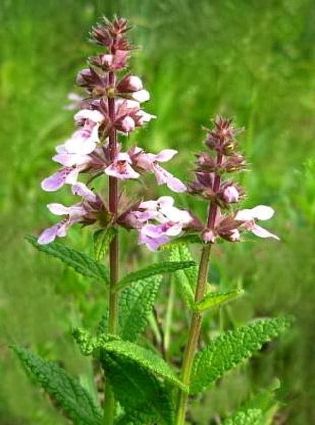 "血见愁"究竟包括哪些植物?