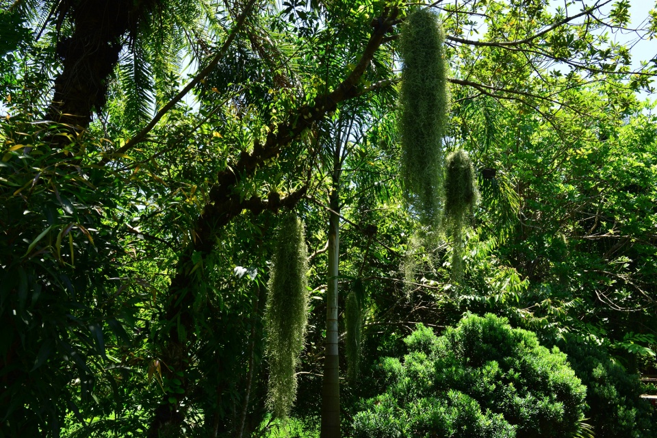 游万宁兴隆热带花园 欣赏热带雨林群落之美 感受大自然的神奇