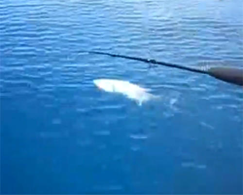 男子深海钓鱼遭大鱼抢食,不料大鱼遭鲨鱼撕咬瞬间悲剧了休闲区蓝鸢梦想 - Www.slyday.coM 男子深海钓鱼遭大鱼抢食,不料大鱼遭鲨鱼撕咬瞬间悲剧了休闲区蓝鸢梦想 - Www.slyday.coM