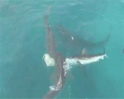 男子深海钓鱼遭大鱼抢食,不料大鱼遭鲨鱼撕咬瞬间悲剧了休闲区蓝鸢梦想 - Www.slyday.coM 男子深海钓鱼遭大鱼抢食,不料大鱼遭鲨鱼撕咬瞬间悲剧了休闲区蓝鸢梦想 - Www.slyday.coM
