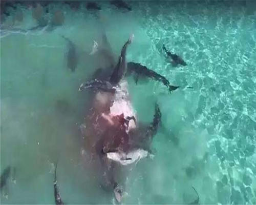 男子深海钓鱼遭大鱼抢食,不料大鱼遭鲨鱼撕咬瞬间悲剧了休闲区蓝鸢梦想 - Www.slyday.coM 男子深海钓鱼遭大鱼抢食,不料大鱼遭鲨鱼撕咬瞬间悲剧了休闲区蓝鸢梦想 - Www.slyday.coM