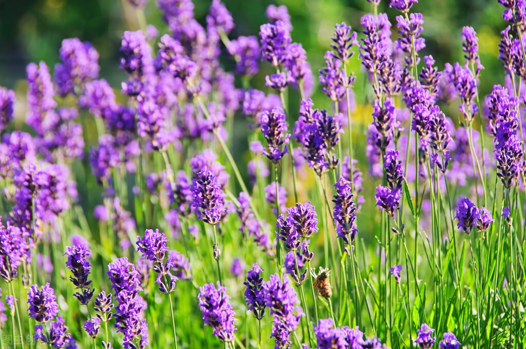 看薰衣草花海,何须去普罗旺斯?这两种花能以假乱真