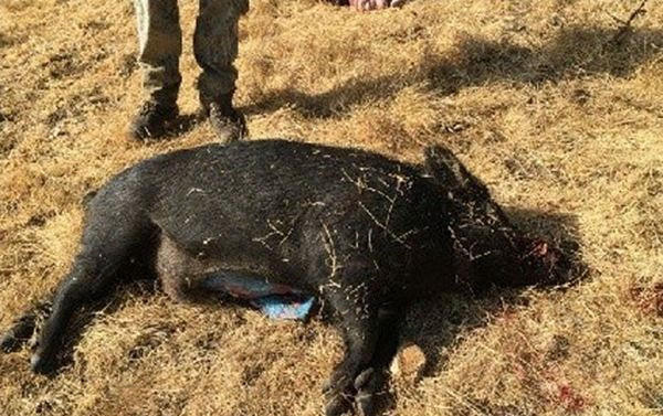 男子野外打猎打到的野猪好像阿凡达