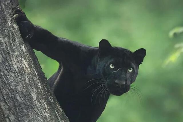 稀有黑豹携伴侣现身森林齐头转向看镜头画面相当罕见