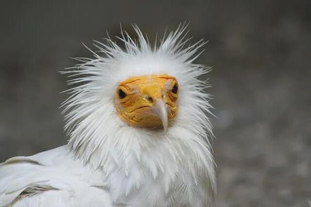 猛禽界白毛老妖婆会用石头砸鸵鸟蛋吃粪便吸引异性