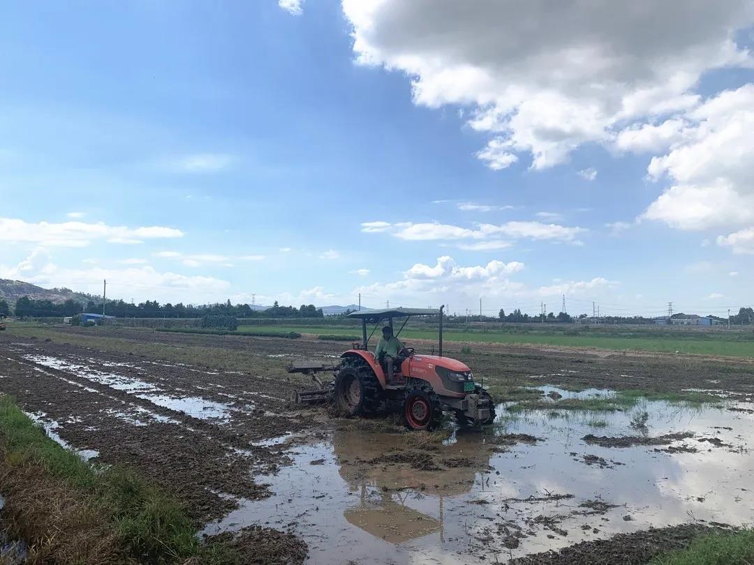 水稻专题无人机水稻精量直播该如何整地