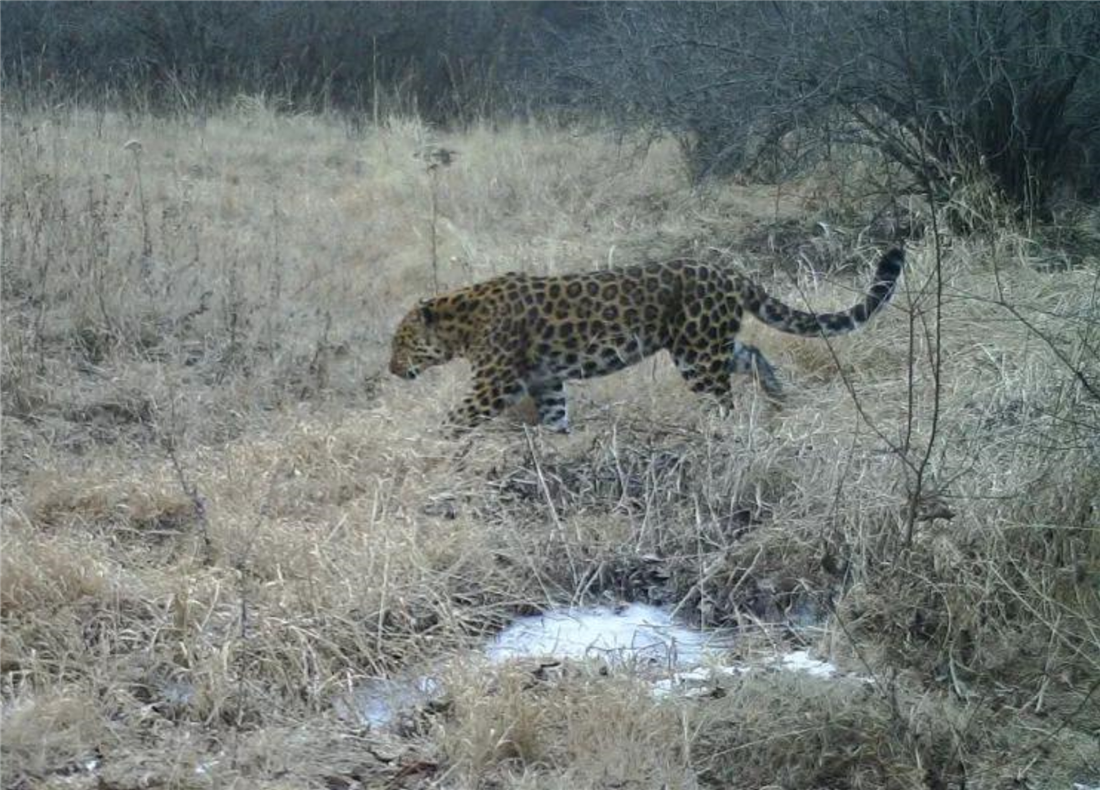 六盘山发现华北豹不是公路旁遛娃盯着车看就是泉水边猎食狍子