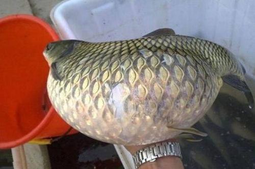 一小伙趁着周末闲暇的时间去钓鱼,没想到钓上了一条大胖鱼要说到鱼会