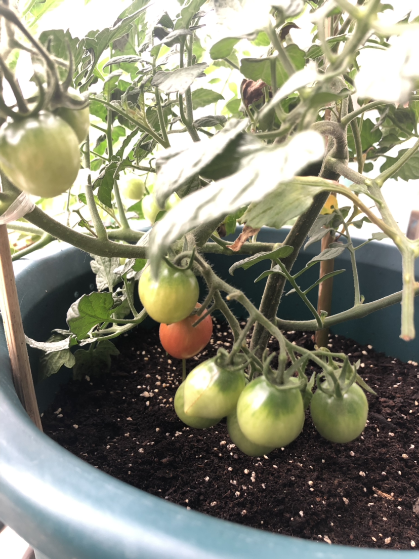 阳台种盆西红柿,长得超级快,果子满满撑破盆!