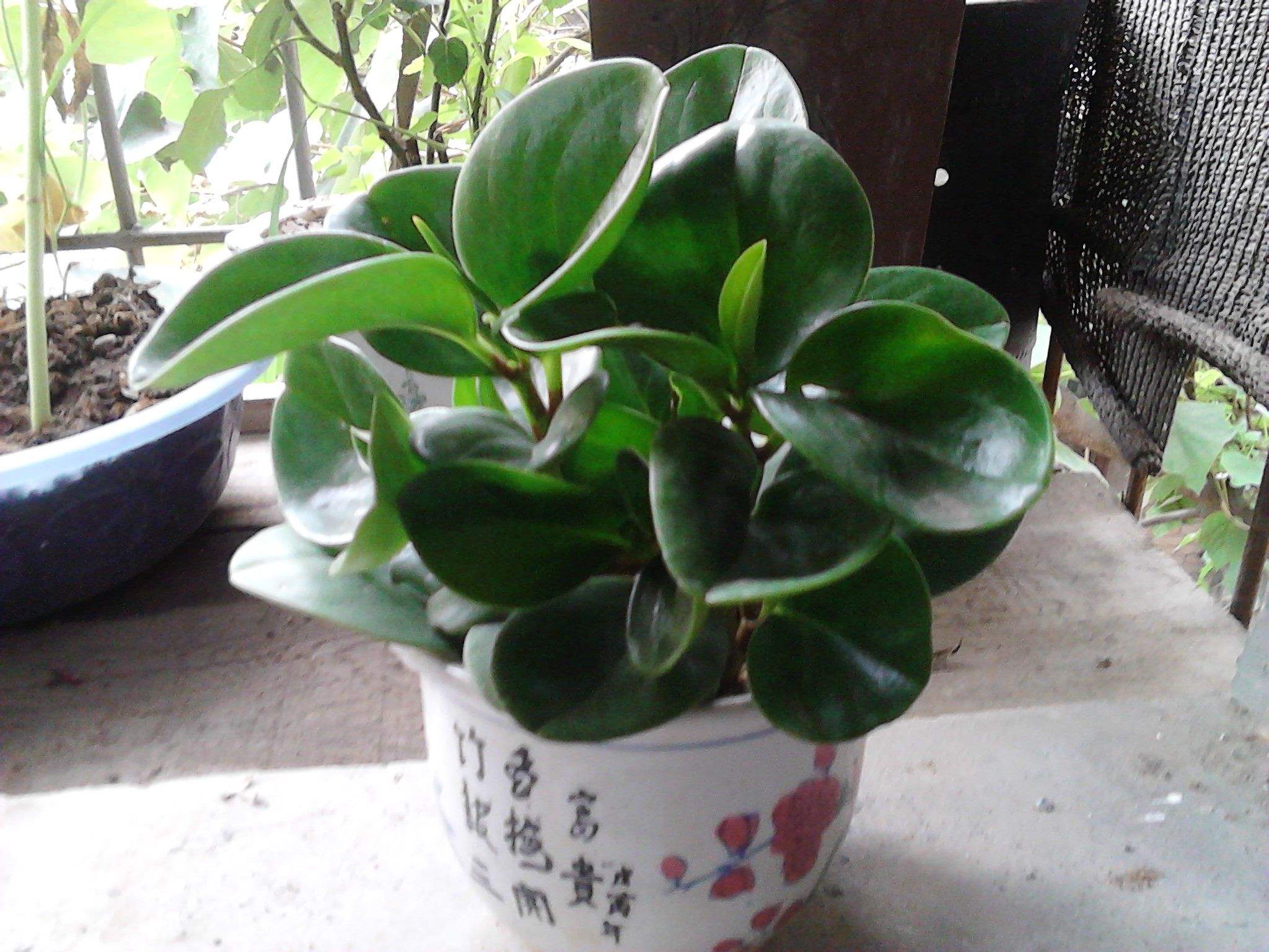 盆栽植物碧玉怎么养好?|碧玉|生长适温|叶柄_新浪新闻