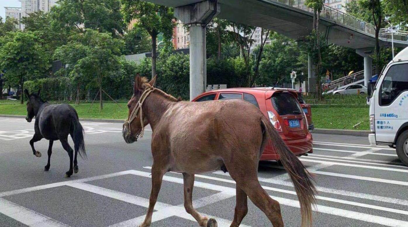 深圳两骡子机动车道路奔跑 三名交通骑警紧随保护:已截停
