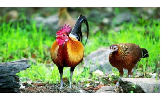 远古野鸡为何愿意被驯化这8块骨骼化石告诉我们它们另有目的