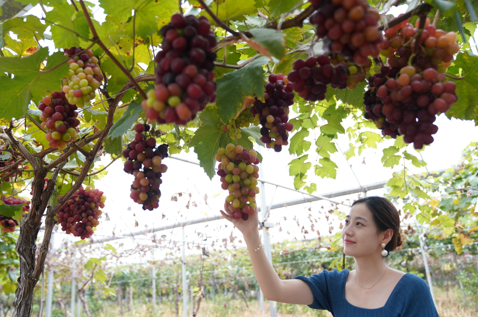 关于大圩葡萄这个秘密曝光了
