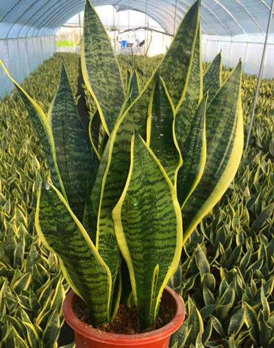 虎皮兰四季常青净化能力强同时皮实又好养秋天更是生长旺季