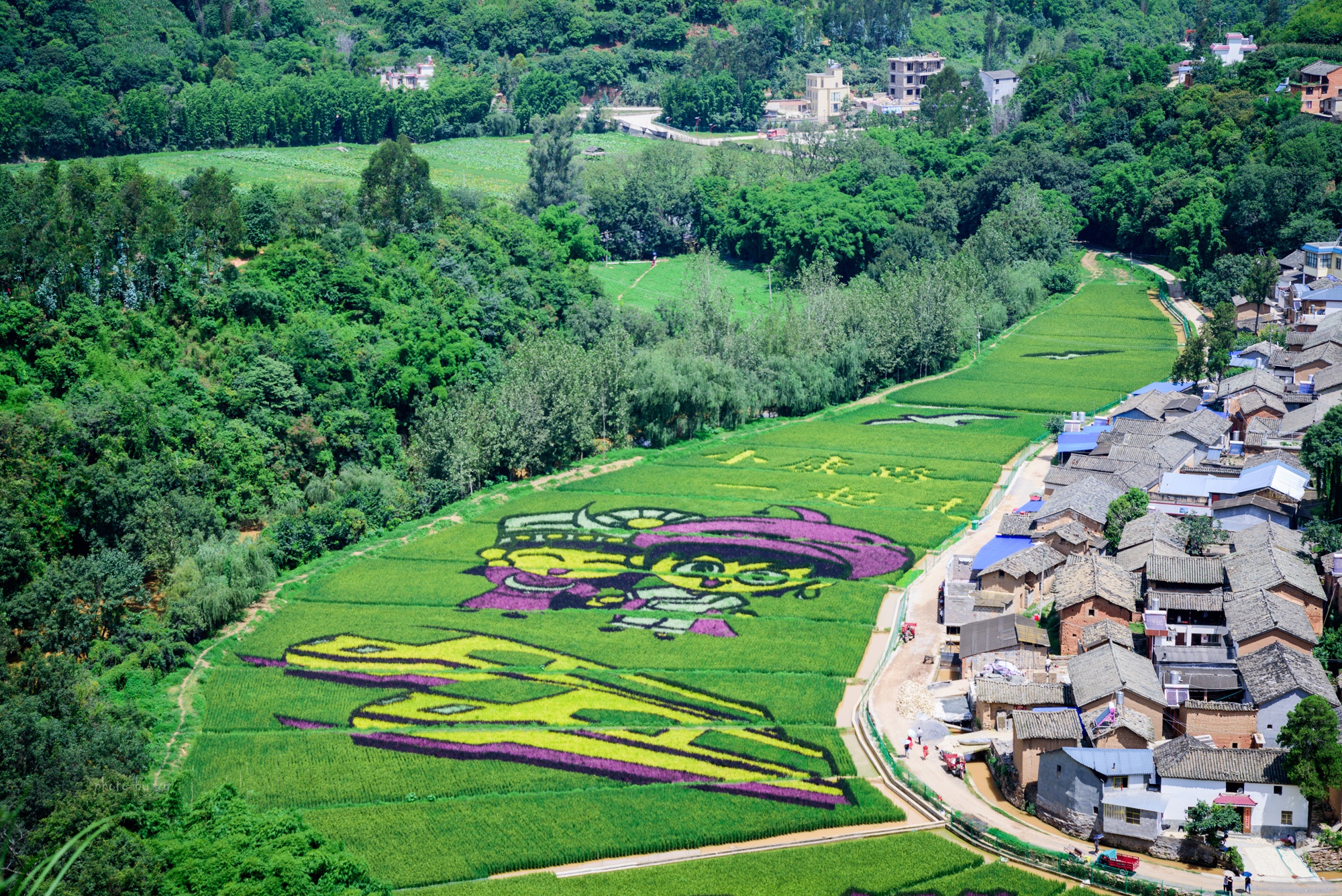 云南昆明网红彩色稻田正是观赏的好时节不需要门票