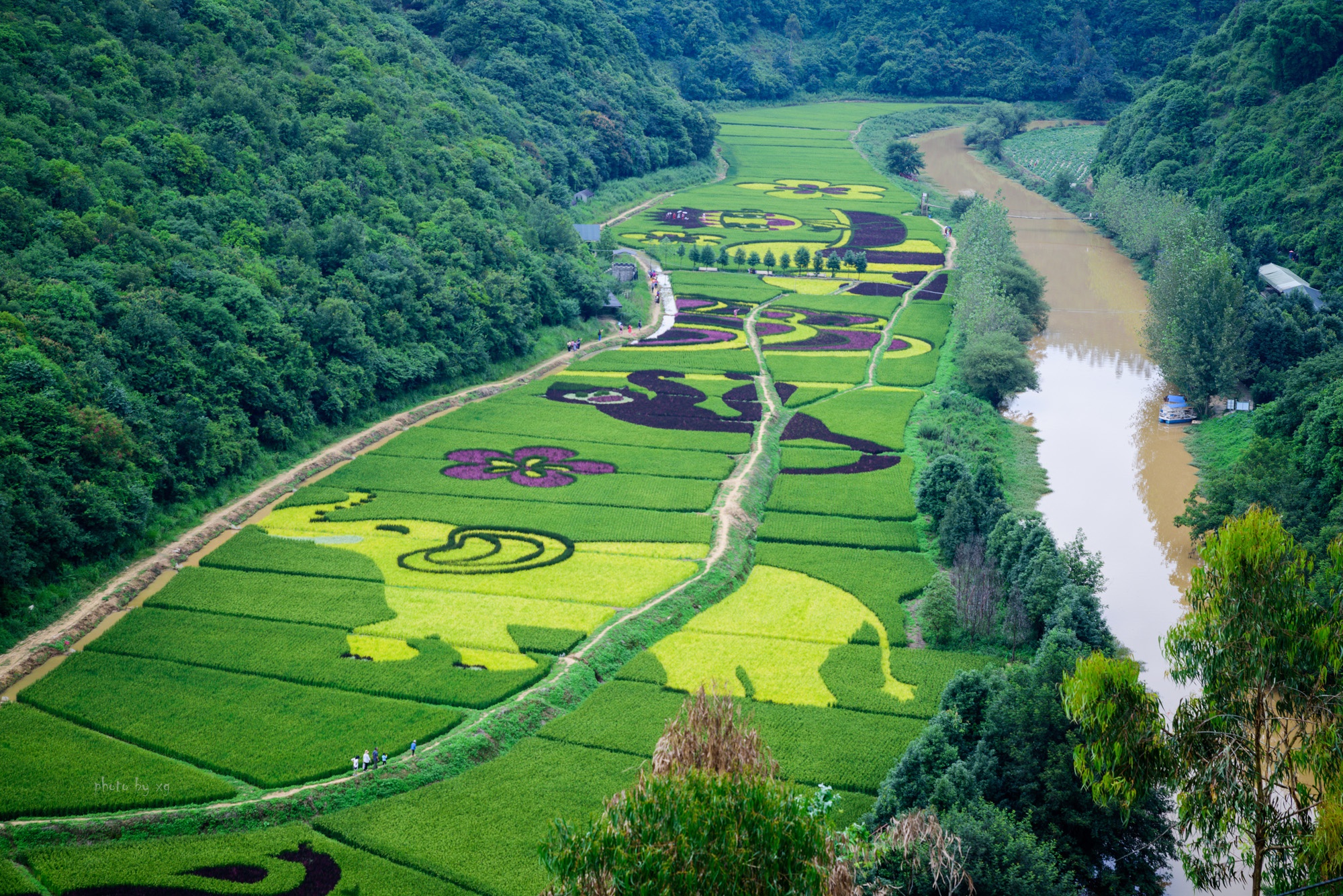 河湾彩色水稻景观台不需要收取门票免费对外开放,马蹄湾观景平台在村