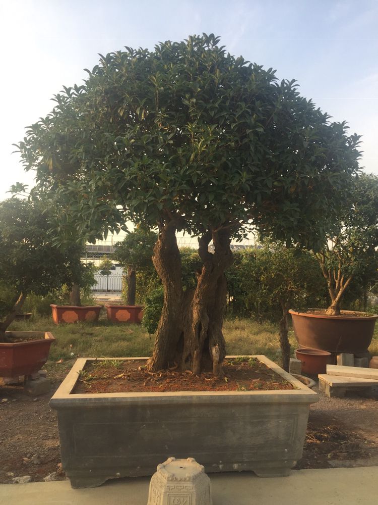 桂花巷被砍的那些桂花树,改造成大型庭院老桩将会很值钱