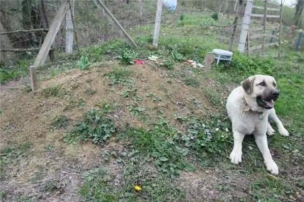 外国男子给父亲扫墓时，看见墓地里面躺了一条狗，知道真相感动了休闲区蓝鸢梦想 - Www.slyday.coM