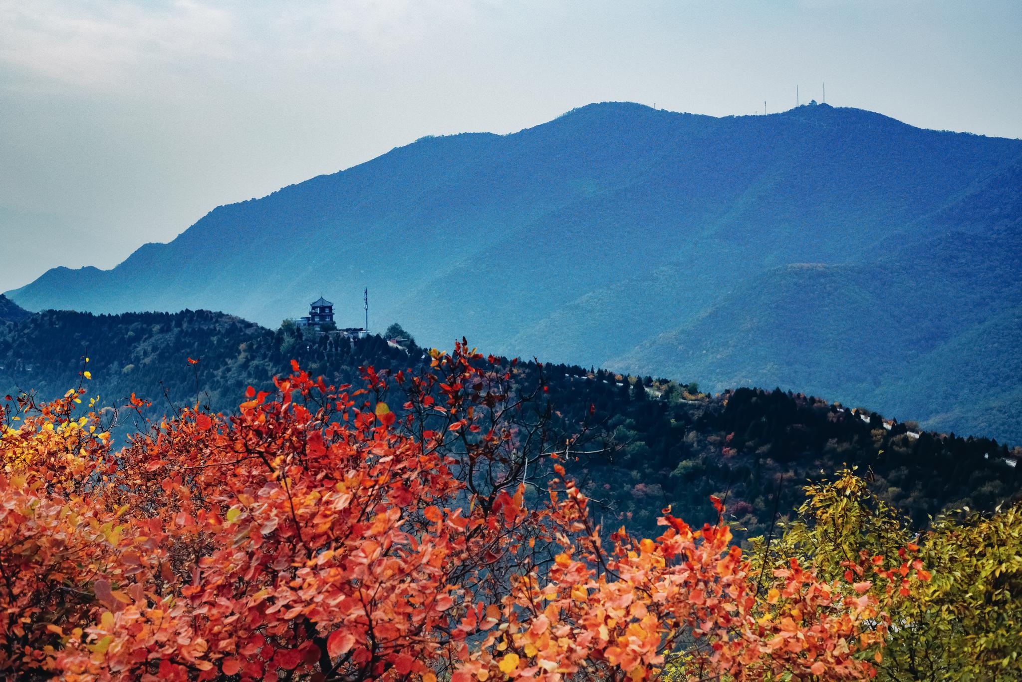 北京有着13万株树木的公园,每年有着成千上万游客到来|香山|香山公园|公园_新浪新闻
