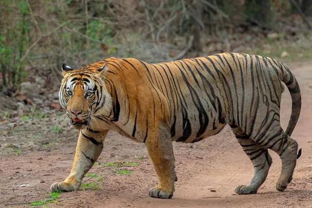 西塔|查吉尔|巴尔卡_新浪新闻