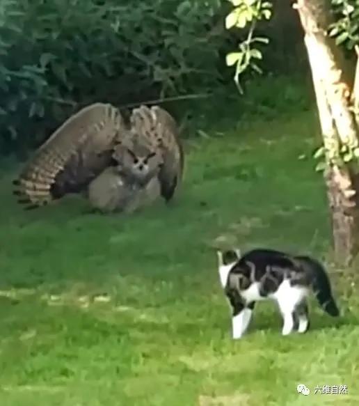 一只猫头鹰和家猫对峙,猫头鹰张开翅膀呈蓬松状,猫弓背反击
