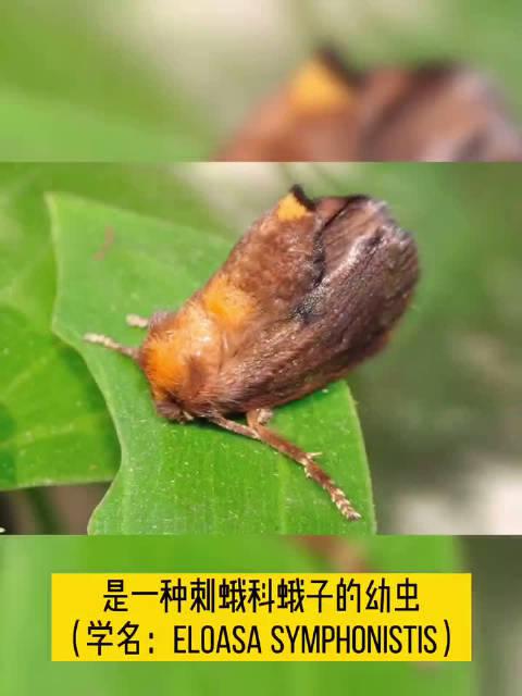 叶39,又称叶子虫