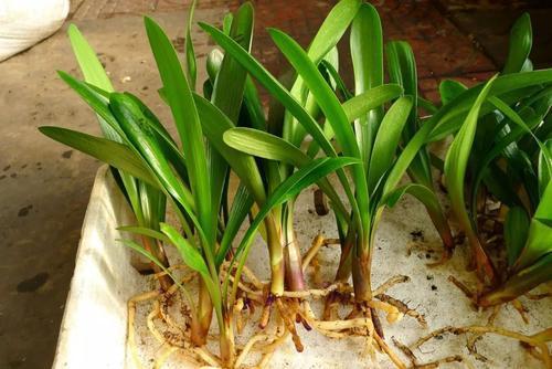 居家养君子兰:想要分株?3步操作做到位,轻松繁殖出多盆