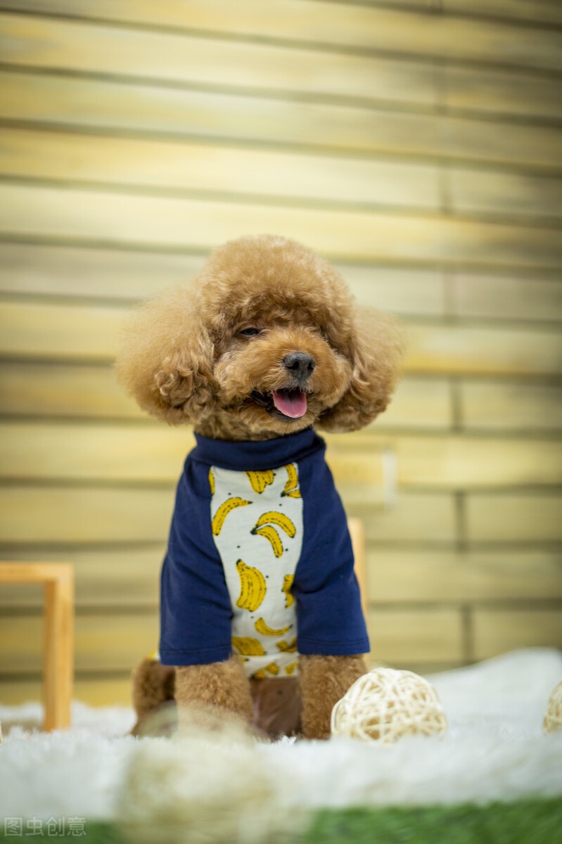 泰迪爱咬主人?这三种秘诀让它乖起来