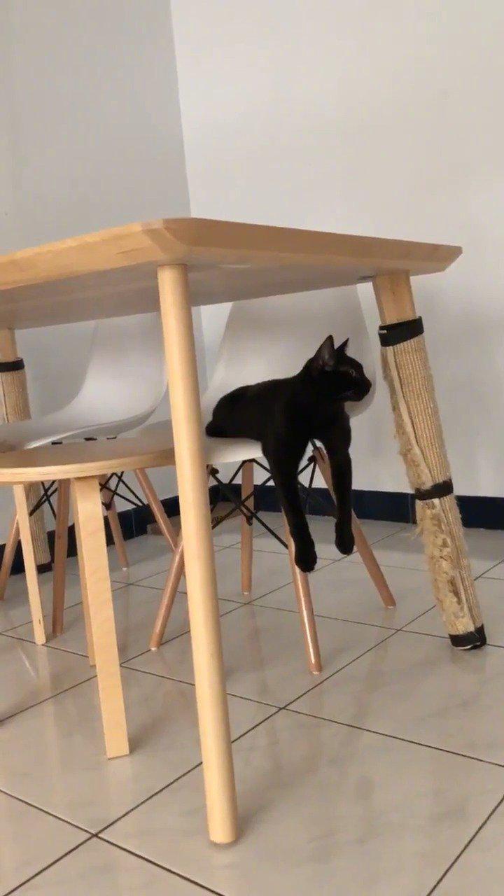 黑猫这大长腿把我吸引了.