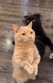 206_324gif 动态图 动图