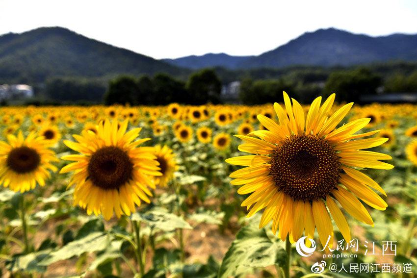 "白露"花开 万余株向日葵绽放"笑脸"