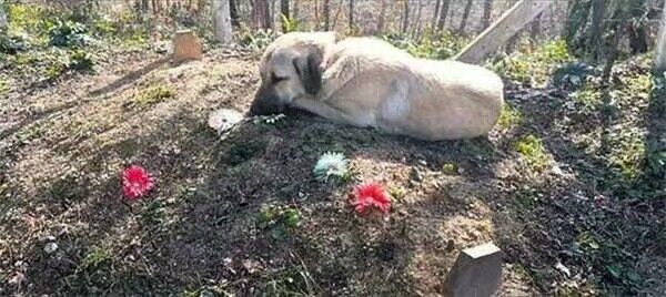 外国男子给父亲扫墓时，看见墓地里面躺了一条狗，知道真相感动了休闲区蓝鸢梦想 - Www.slyday.coM