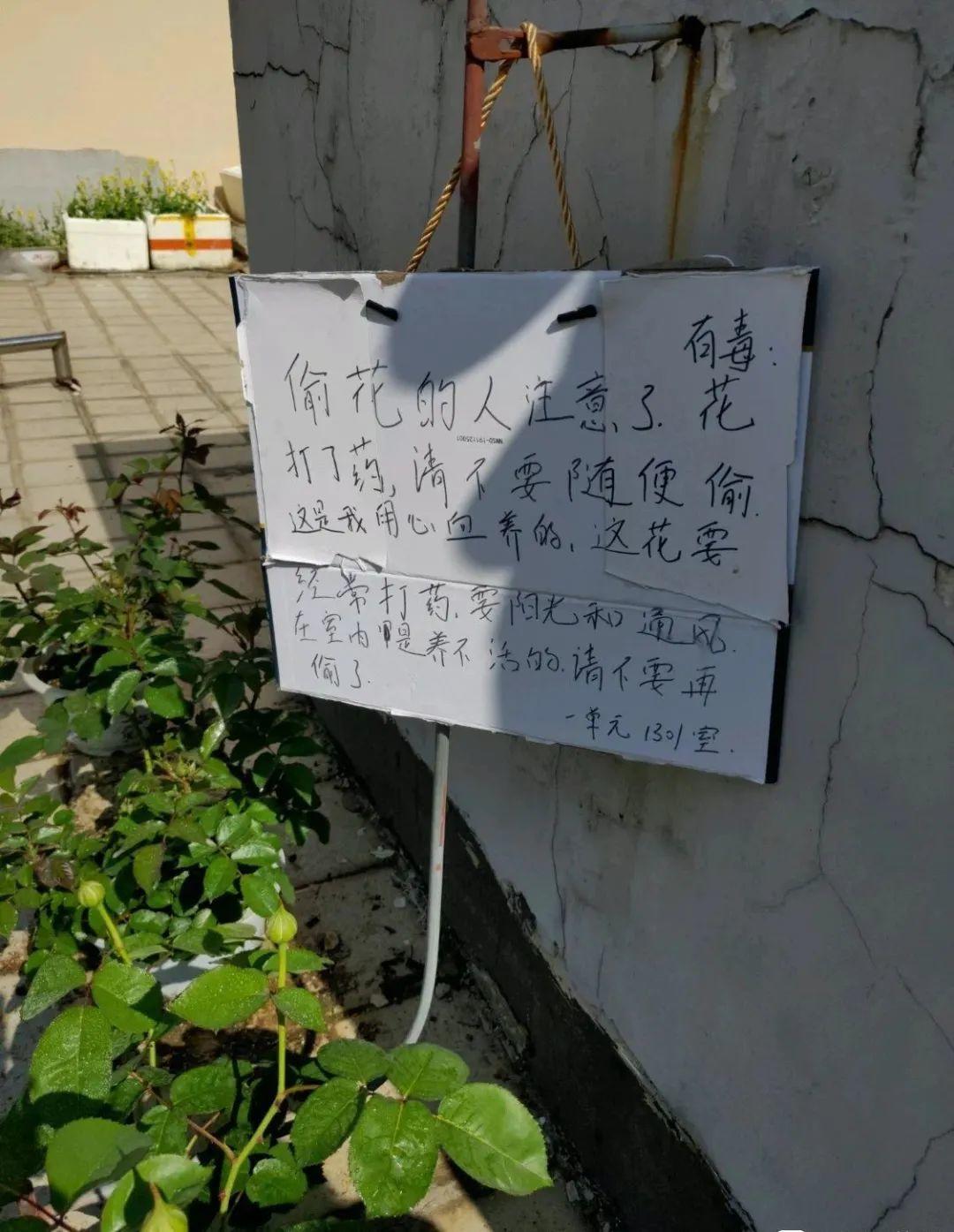 大马路上几百棵花一夜之间被挖空猖狂的偷花贼