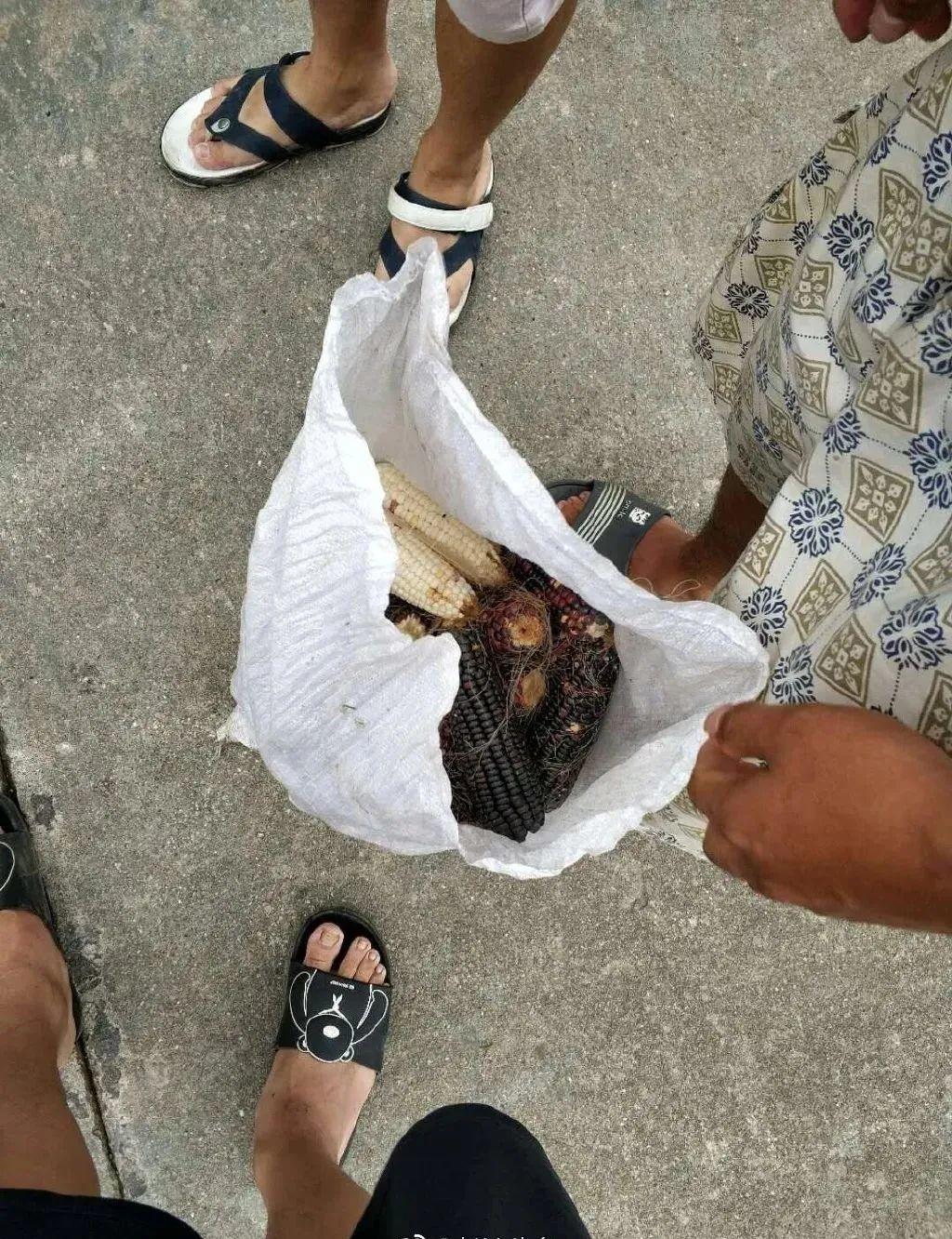 大马路上几百棵花一夜之间被挖空猖狂的偷花贼