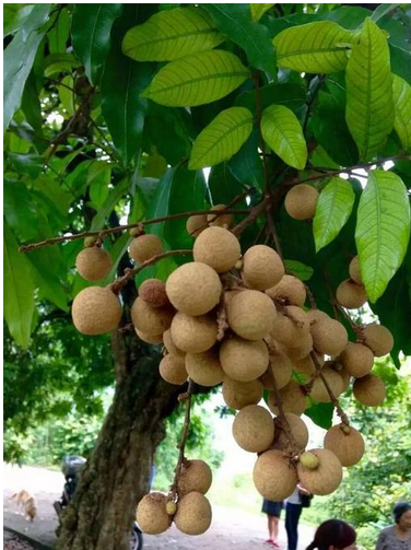 往年走俏,今年却遭滞销,价格跌到谷底卖不出,消费者却不再买单