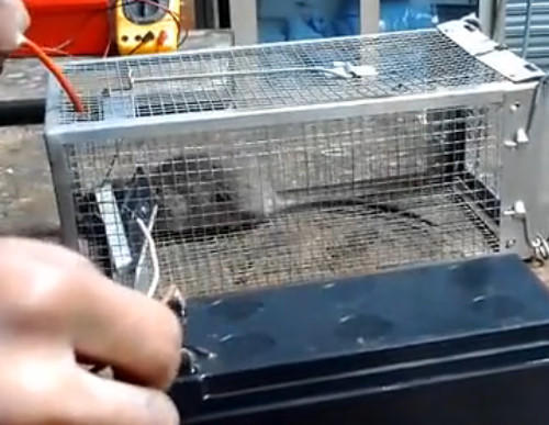 男子实测用高压电电击老鼠实验最后让人看完痛心
