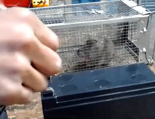 男子实测用高压电电击老鼠实验最后让人看完痛心