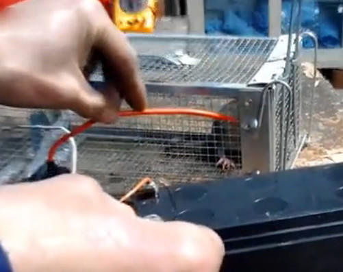 男子实测用高压电电击老鼠实验最后让人看完痛心