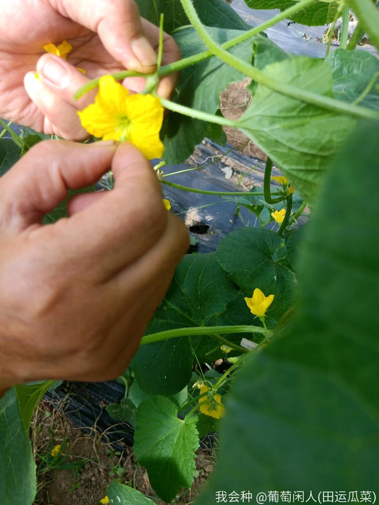薄皮老香瓜人工授粉