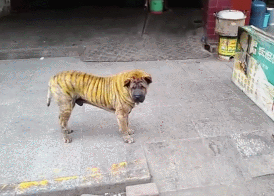 狗狗身体被染成老虎色,像缩小版老虎,这对狗有害吗?